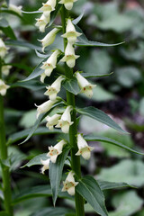 fiori campanulati di Digitalis lutea