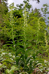 digitale gialla (Digitalis lutea)