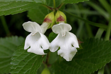 erba limona bianca (Melittis melissophyllum)