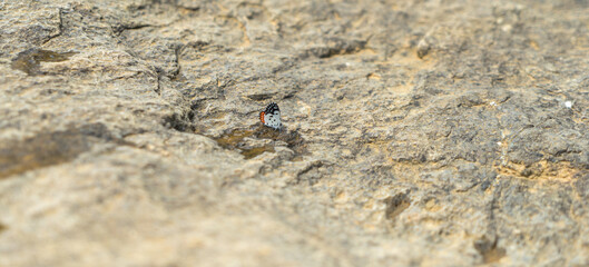 Close-up of a colorful butterfly on a stone. Sri Lanka. Panoramic format