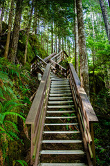 Fototapeta premium Up the stairs Leading ever upward, a 1km upward trail at Horne Lake Caves
