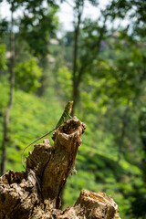 Isolated orange and green lizard on a tree stump. Ella, Sri Lanka. blurred jungle in the background