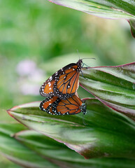 Monarch Butterflies