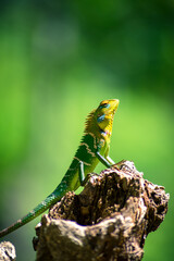 Fototapeta premium Close-up of an isolated orange and green lizard on a tree stump. Ella, Sri Lanka. blurred jungle in the background