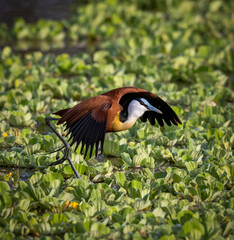 Close up of colorful African Jacana taking flight