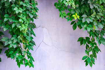 Hanging down ivy shoots on the brick wall background.