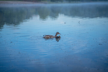 Fototapeta premium ducks swimming in the lake