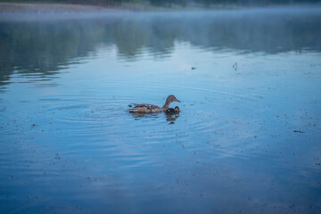 ducks swimming in the lake