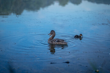 duck and ducklings in the dark water