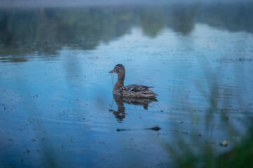 The duck swims in the gloomy waters of the pond