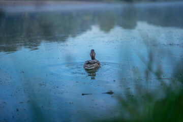 ducks in the dark lake
