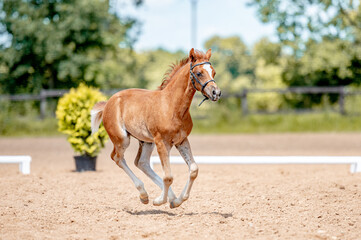 Cute little foal of pony on horse show.