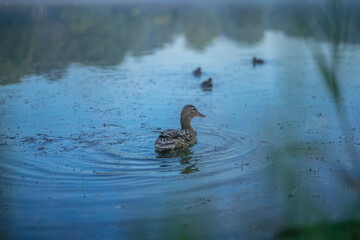 ducks in the lake