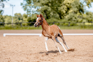Cute little foal of pony on horse show.