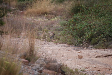 Wild Spanish Rabbit in Canyon
