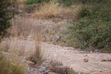 Wild Spanish Rabbit in Canyon