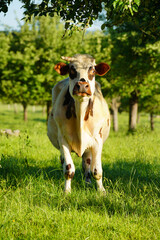 Animal ferme vache 380