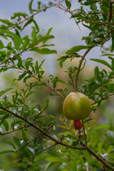Close-uClose-up of a pomegranate on a tree, Ella, Sri Lankap on a pomegranate on a tree