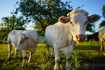 Animal ferme vache 387