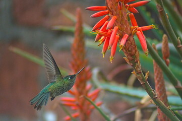 picaflor, hummingbird o colibri verde © Sergio Peña y Lillo