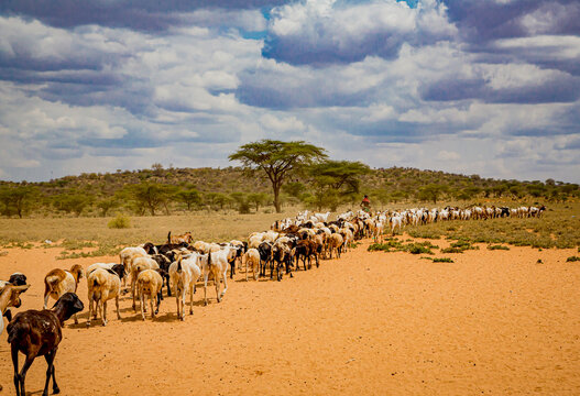 Herdsman guides flock of goats to better grasslands in Samburu village