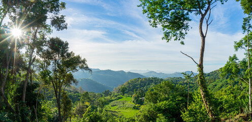 Fototapeta na wymiar Panoramic view of green forest in the morning, Ella, Sri Lanka. Sunstar in the blue sky