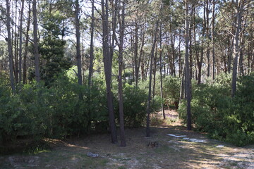 Spring morning in a pine grove