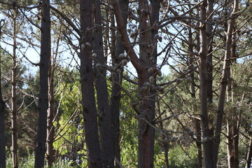 Spring morning in a pine grove