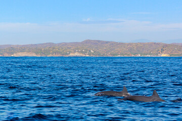 Dolphins swimming in the Oaxaca Sea, dolphin migration on the coast of Mexico.