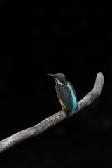 kingfisher on branch