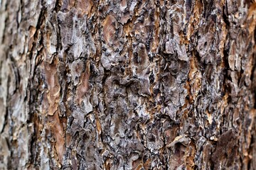Close up of the brown bark of a tree