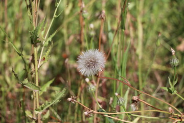 Dandelion - Taraxacum - seeds scatter in the wind.