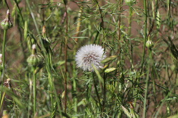 Dandelion - Taraxacum - seeds scatter in the wind.