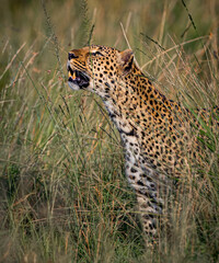 Large leopard looking up for fleeting prey.