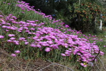 Ice Plant specimen - Carpobrotus edulis