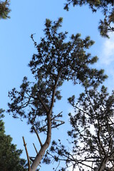 Pine tree full of seeds