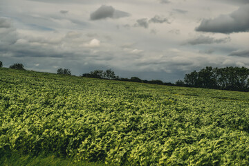 field of wheat
