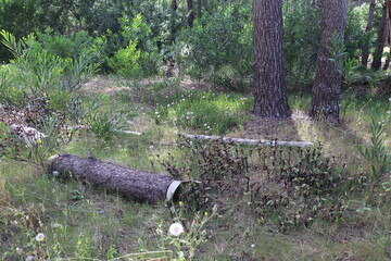 Backyard with garden of wild flowers and dead trunks