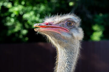 portrait of an ostrich, ostrich head close-up in the background light