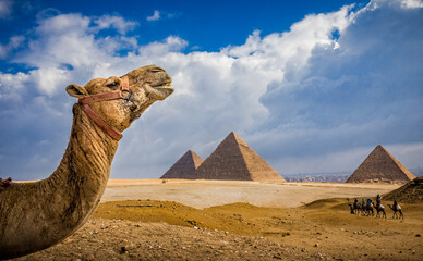 Portrait of a camel facing right with Giza pryamids in the background.tif