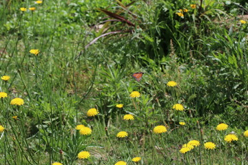 Dandelion - Taraxacum - seeds scatter in the wind.