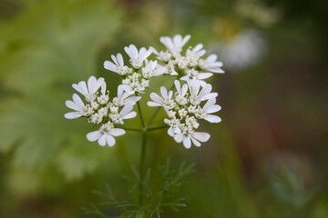 Cilantro Flower