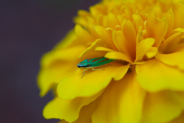 Leafhopper on a yellow flower