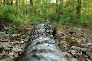 A fallen tree trunk in the forest seen from the perspective of the camera lying on it. Shallow depth of field.