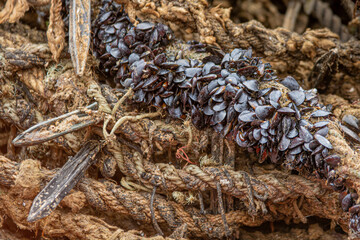 Mussels on esparto grass rope