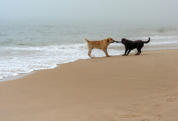 Dogfighting on the cloudy beach
