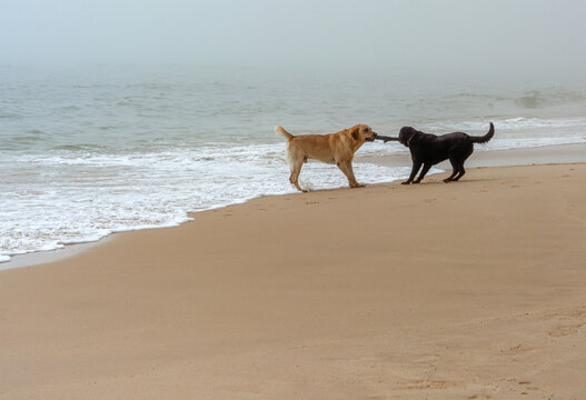 Dogfighting On The Cloudy Beach