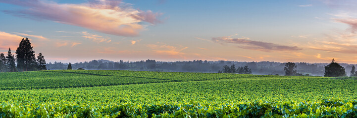 Sunset in vineyard, 1x3 panorama, Sonoma County, California, USA