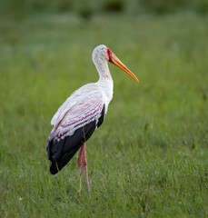The African yellow billed stork stands in profile in Kenya