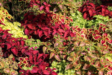 Beautifully colored foliage of Amaranthus tricolor